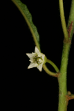 Rhamnus frangula 'Aspleniifolia' RCP05-07 251.jpg